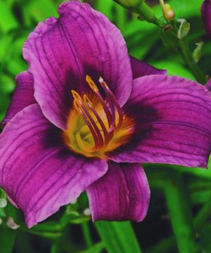 Grape Magic Daylily (Hemerocallis grape 'Grape Magic') - 1 gallon