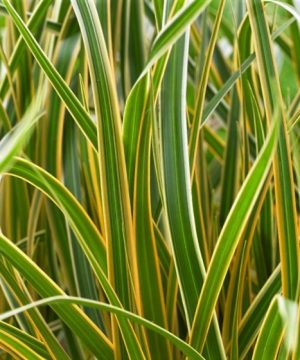 Grass Carex EverColor® Everglow (Carex 'Carex Everglow') - 1 gallon