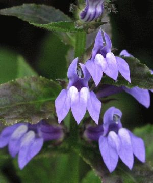 Great Blue Lobelia (Lobelia siphilitica) - 1 gallon