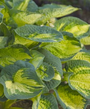 Great Expectations Plantain Lily (Hosta great 'Great Expectations') - 1 gallon