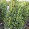 Green Mountain Boxwood (Buxus microphylla 'Green Mountain') - 3 gallon 18"