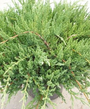 Green Sargent Juniper (Juniperus chinensis 'Sargentii') - 3 gallon 15"