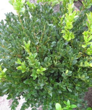 Green Velvet Boxwood (Buxus microphylla 'Green Velvet') - 3 gallon 12"