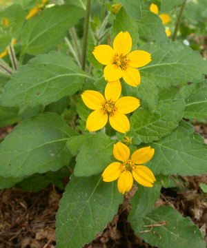 Green and Gold (Chrysogonum virginianum) - 1 gallon