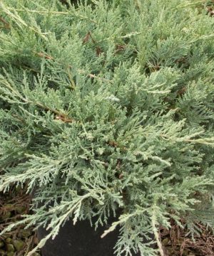 Grey Owl Juniper (Juniperus virginiana 'Grey Owl') - 3 gallon 15"