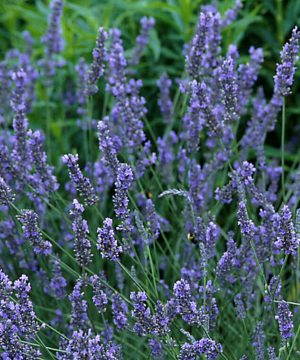 Grosso Lavender (Lavandula x intermedia 'Grosso') - half gallon