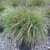 Hameln Fountain Grass (Pennisetum alopecuroides 'Hameln') - 1 gallon