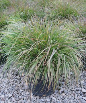 Hameln Fountain Grass (Pennisetum alopecuroides 'Hameln') - 1 gallon