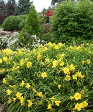 Happy Returns Daylily (Hemerocallis 'Happy Happy Returns') - 1 gallon