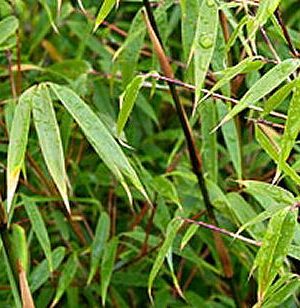 Hardy Bamboo (Fargesia rufa 'Rufa') - 1 gallon