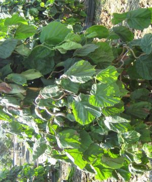 Harry Lauder's Walking Stick/Contorted Filbert (Corylus avellana 'Contorta') - 3 gallon 18"
