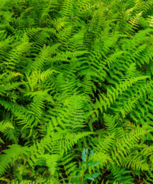 Hayscented Fern (Dennstaedtia 'Hayscented') - 1 gallon