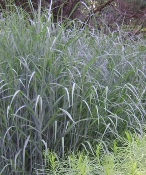 Heavy Metal Switch Grass (Panicum virgatum 'Heavy Metal') - 3 gallon