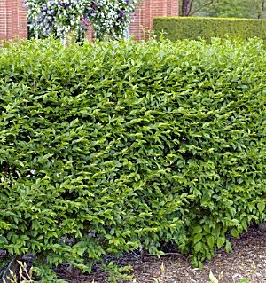 Hedge Privet (Ligustrum x ibolium) - 2 gallon 15"