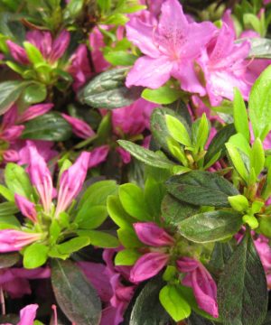 Herbert Azalea (Azalea x 'Herbert') - 1 gallon
