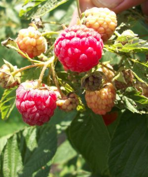 Heritage Everbearing Red Raspberry (Rubus idaeus 'Heritage') - 1 gallon 12"
