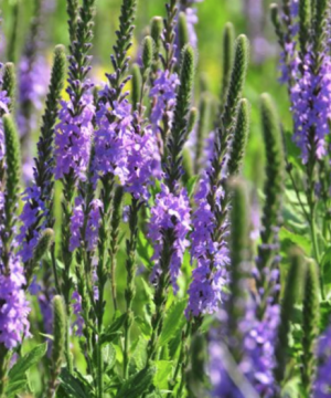 Hoary verbena (Verbena stricta) - 1 gallon