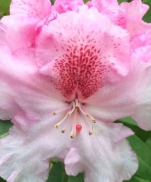 Holden’s™ Pink Flare Rhododendron (Rhododendron 'Holdens Pink Flare') - 3 gallon 15"