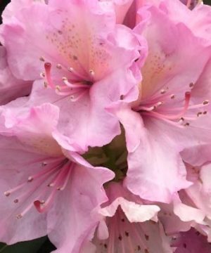 Holden’s™ Pink Rhododendron (Rhododendron 'Holdens Pink') - 3 gallon 15"