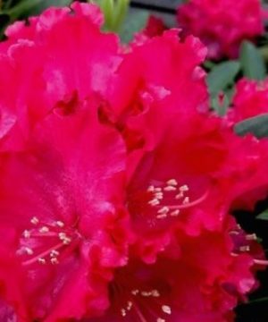 Holden’s ™ Red Rhododendron (Rhododendron holdens 'Red') - 3 gallon 15"
