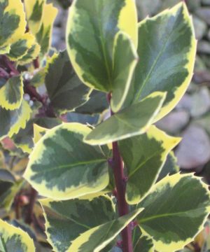 Honeymaid™ Meserve Holly (Ilex x meserveae 'Honeymaid') - 3 gallon 15"