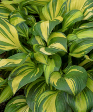 Hosta Rainbows End (Hosta rainbows 'End') - 1 gallon