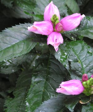 Hot Lips Turtlehead (Chelone lyonii 'Hot Lips') - 1 gallon