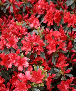 Hot Shot Azalea (Azalea x 'Girard Hot Shot') - 1 gallon