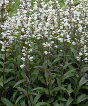 Husker Red Beardtongue (Penstemon digitalis 'Husker Red') - 1 gallon