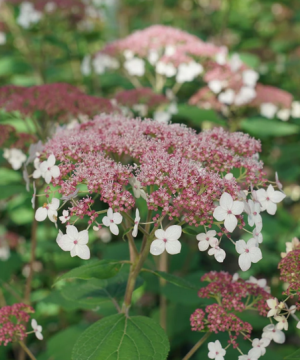 Hydrangea Pinky Pollen Ring™ (Hydrangea arborescens 'Pinky Pollen Ring') - 3 gallon