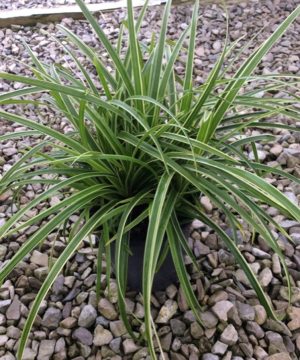 Ice Dance Sedge (Carex morrowii 'Ice Dance') - 1 gallon