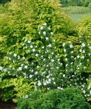 Illuminati Arch® Mockorange (Philadelphus illuminati 'Arch') - 3 gallon 18"