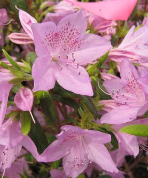 Improved Poukhatanense Azalea (Azalea x 'Poukhanense Improved') - 3 gallon 15"