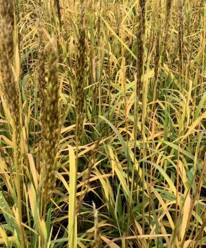 Indian Grass (Sorghastrum 'Sorg. N. Golden Sunset') - 2 gallon