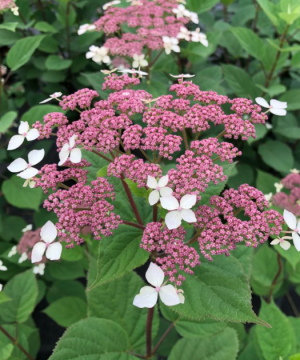 Invincibelle Lace® Smooth hydrangea (Hydrangea arborescens 'Invincibelle Lace') - 3 gallon