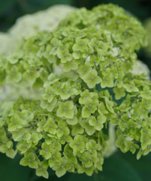 Invincibelle Sublime™ Smooth hydrangea (Hydrangea arborescens 'Invincble Sublime') - 3 gallon