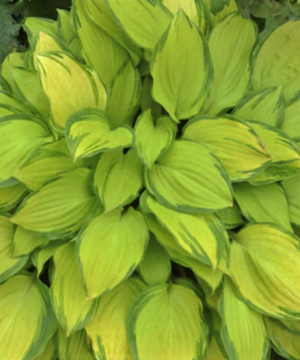Island Breeze Plantain Lily (Hosta island 'Breeze') - 1 gallon