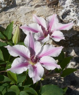 Ithemba™ Clematis (Clematis ithemba) - half gallon