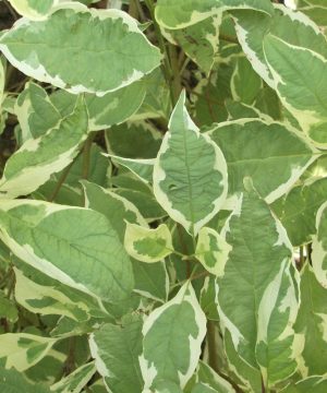 Ivory Halo® Dogwood (Cornus alba 'Bailhalo') - 3 gallon 18"
