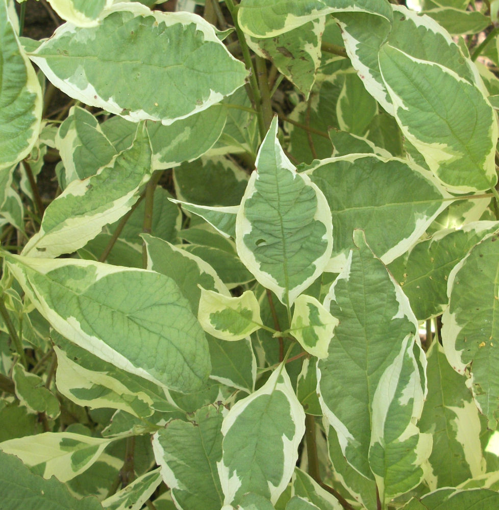 Ivory Halo® Dogwood (Cornus alba 'Bailhalo') - 3 gallon 18"