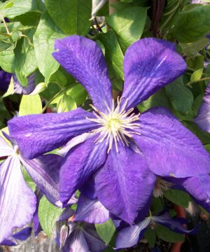 Jackmanii Clematis (Clematis jackmanii 'Jackmanii') - 1 gallon