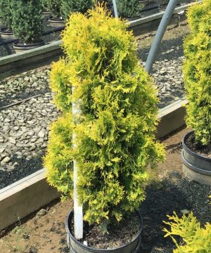 Jantar arborvitae (Thuja occidentalis 'Jantar') - 3 gallon 18"