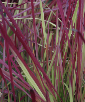 Japanese Blood Grass (Imperata koenigii 'Red Baron') - 1 gallon