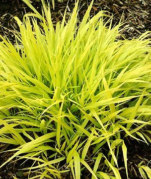 Japanese Forest Grass (Hakonechloa macra 'All Gold') - 1 gallon