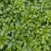 Japanese Spurge (Pachysandra terminalis) - 1 gallon