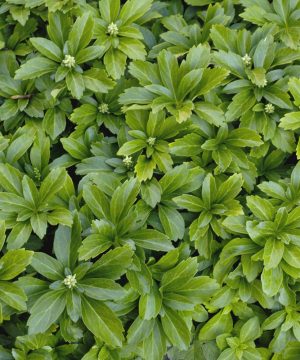 Japanese Spurge (Pachysandra terminalis) - 1 gallon
