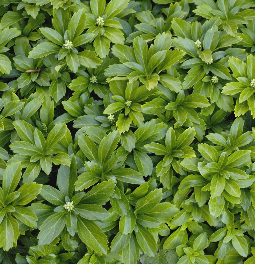 Japanese Spurge (Pachysandra terminalis) - 1 gallon