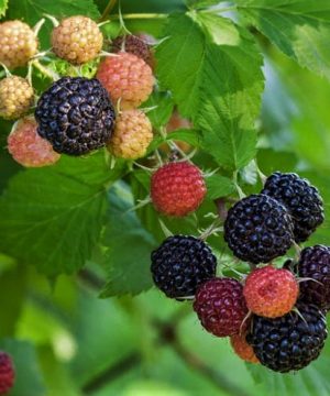 Jewel Black Raspberry (Rubus jewel) - 1 gallon 12"