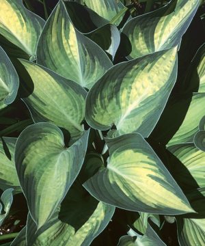 June Plantain Lily (Hosta june 'June') - 1 gallon