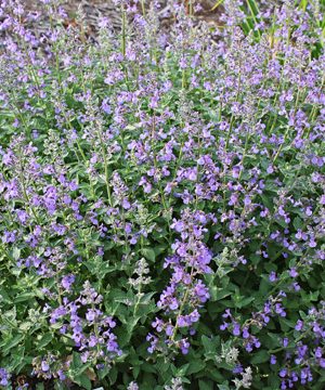 Junior Walker™ Catmint (Nepeta faassenii 'Novanepjun') - 1 gallon